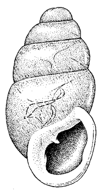 C. exiguum illustration